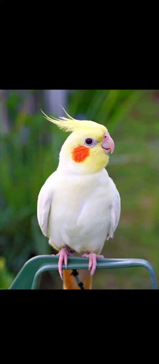 عروس هلندی لوتینوگمشده مردگانی میدم|پرنده|تربت جام, میان جام|دیوار