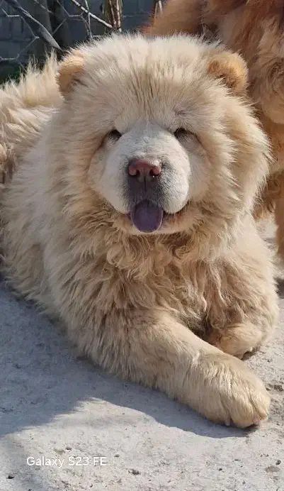 توله چاوچاواصیل|سگ|تهران, جردن|دیوار