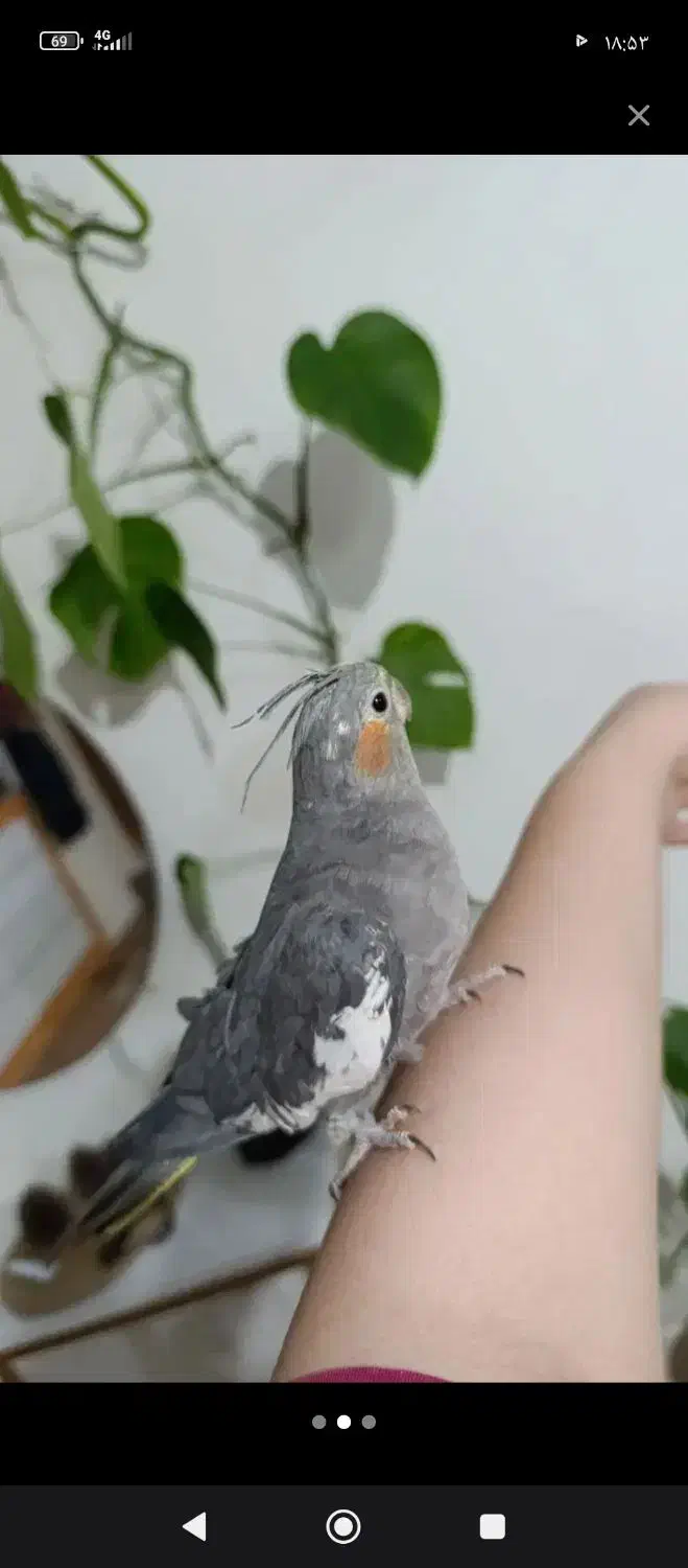 عروس هلندی|پرنده|قیدار, |دیوار