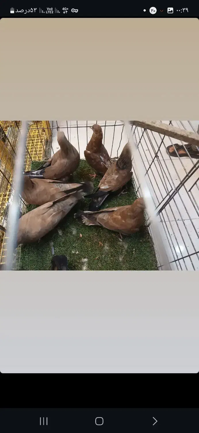 کله ای تاپ|پرنده|دیلم, |دیوار