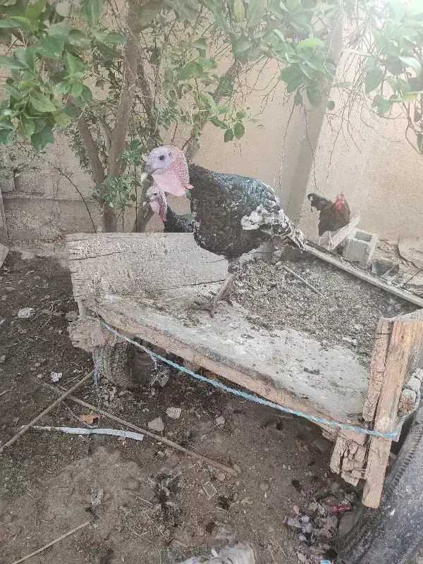 فروش بوقلمون|حیوانات مزرعه|شبانکاره, |دیوار