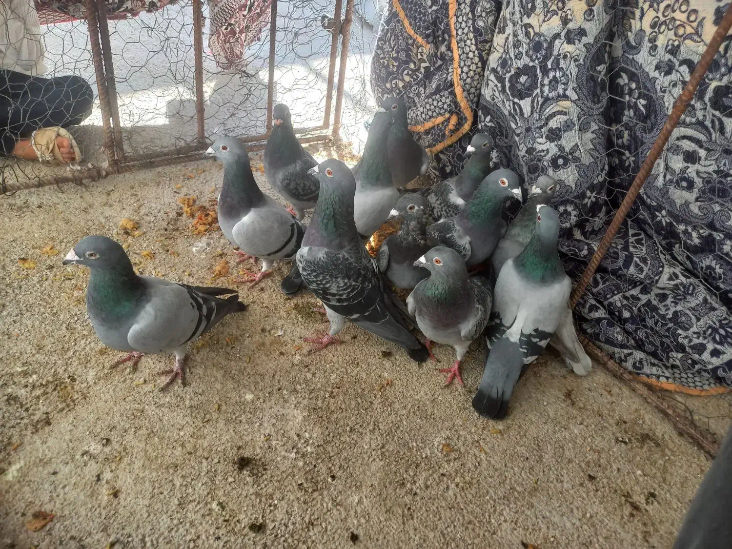 کبوتر کفتر سبز و کوهی و خطی|پرنده|کوه چنار, |دیوار