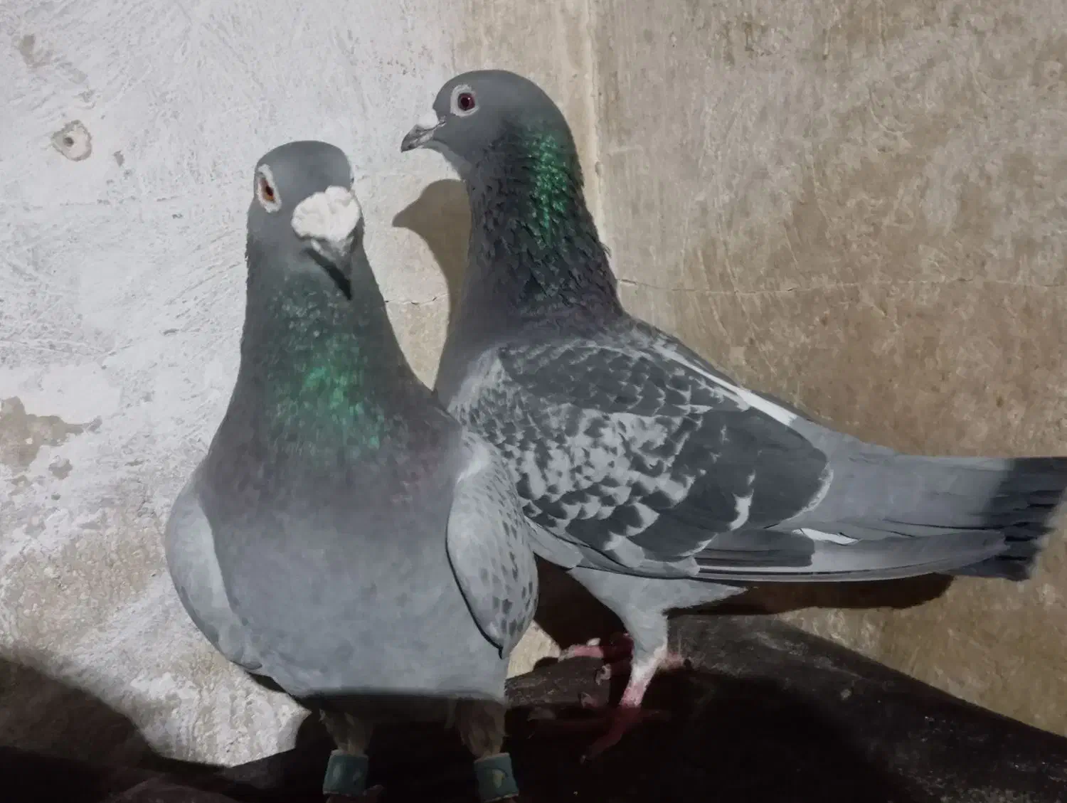 پلاکی|پرنده|شیراز, داریون|دیوار