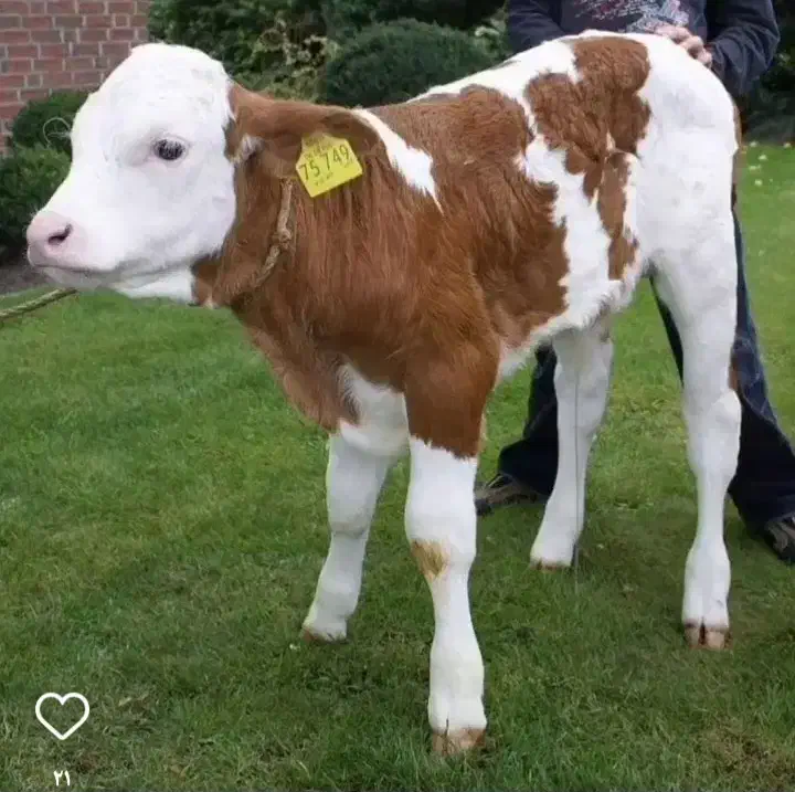 فروش گوساله های اصیل درجه یک|حیوانات مزرعه|بندر ترکمن, |دیوار