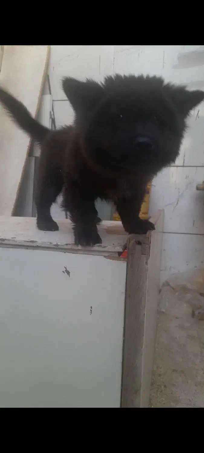 سگ چاوچاو قیمت ۱۵ تومان|سگ|اصفهان, بهارستان|دیوار