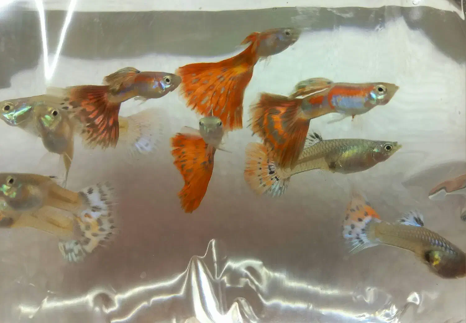 ماهی گوپی نژاد خالص|ماهی|تهران, تهرانسر شرقی|دیوار