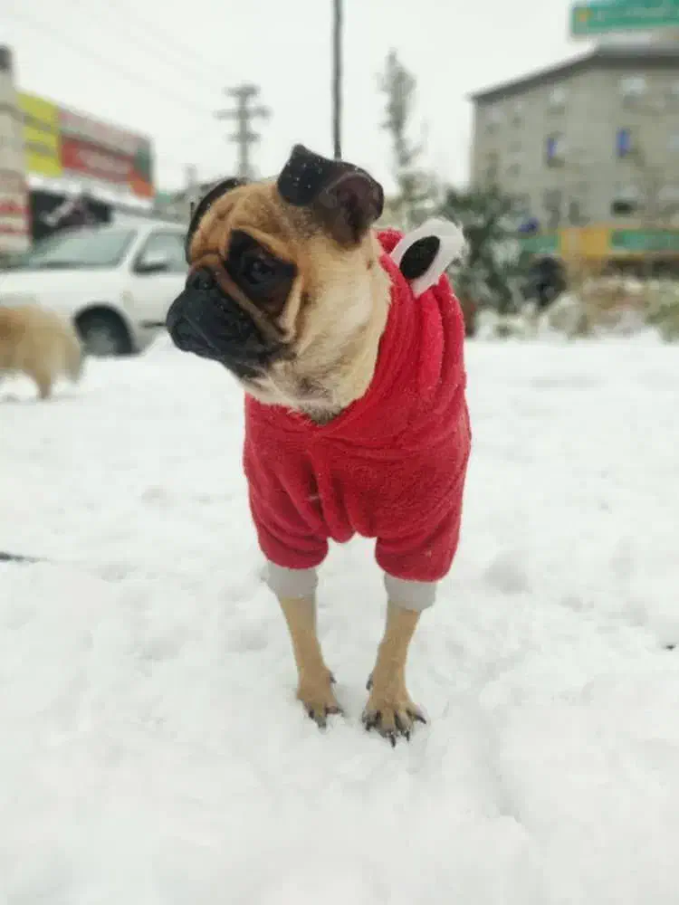 سگ نژاد پاگ نر و ماده|سگ|اندیشه, اندیشه فاز ۱|دیوار