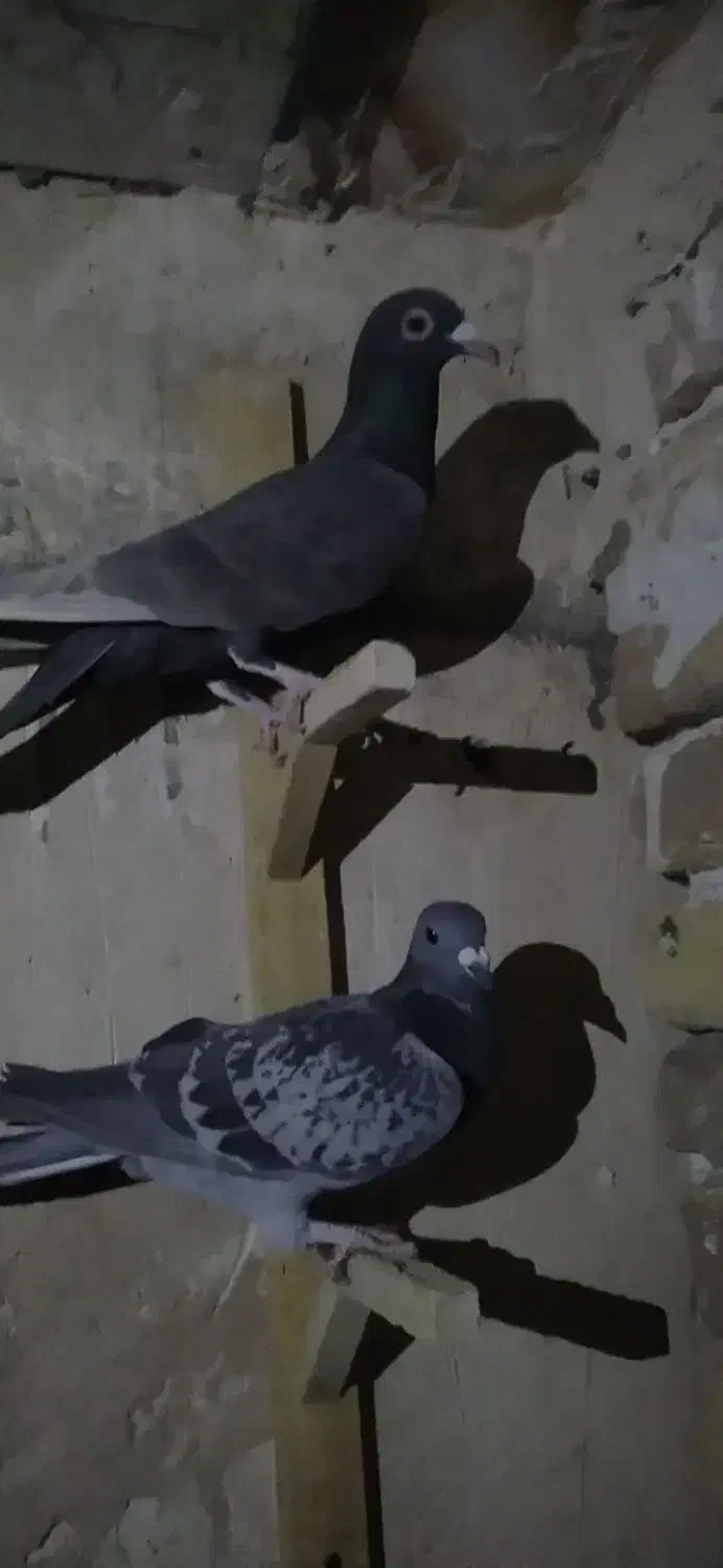 کفتر المانی|پرنده|تربتحیدریه, باغ سلطانی|دیوار