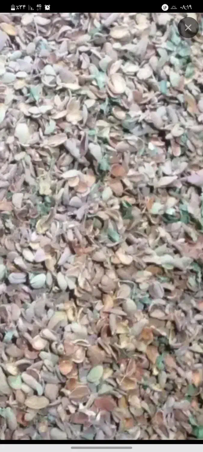 پوست بادام تمیز و بدون آشغال|خوردنی و آشامیدنی|اردل, |دیوار