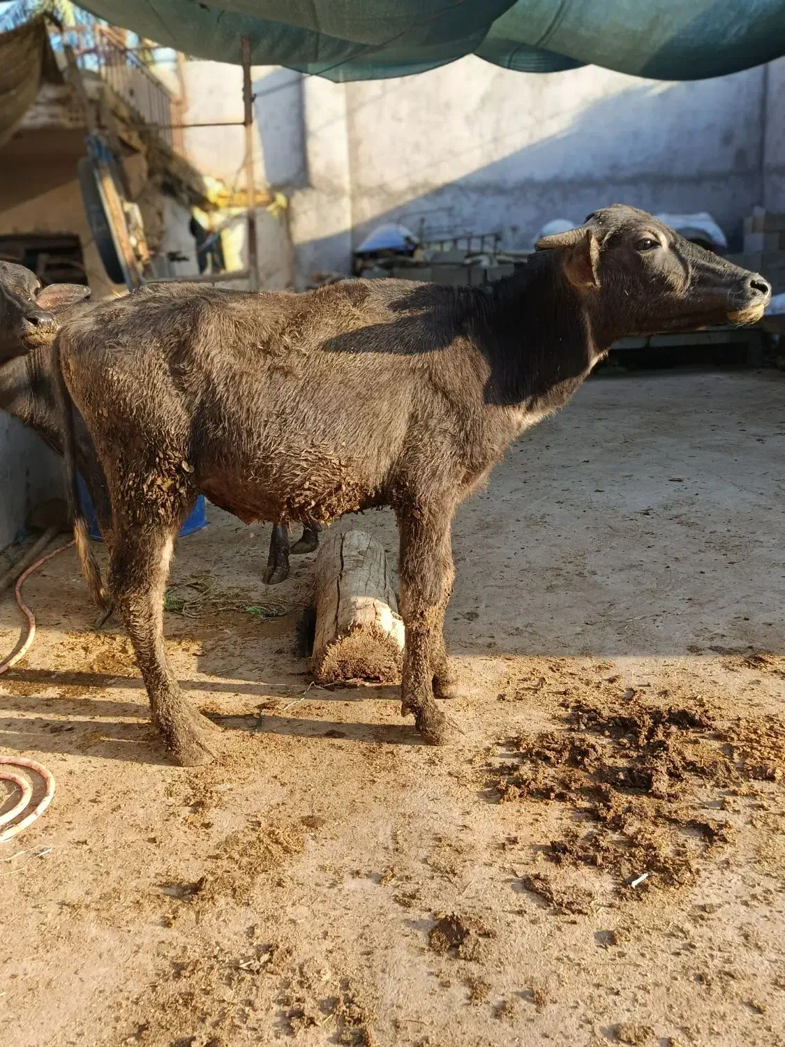 گاو گوساله گاسفند بز بره گاو میش در شادگان|حیوانات مزرعه|شادگان, |دیوار