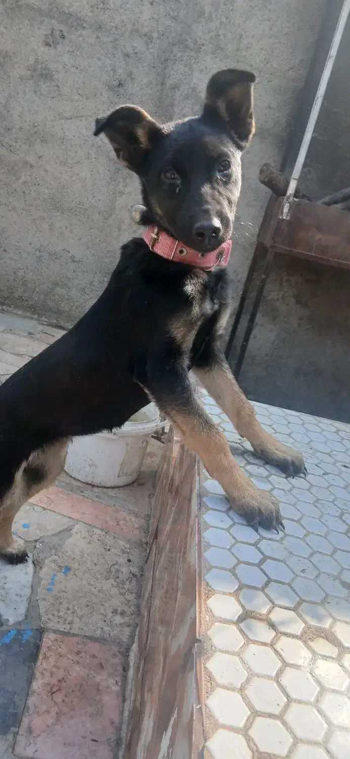 توله ژرمن کلاسیک|سگ|مشهد, امین آباد|دیوار