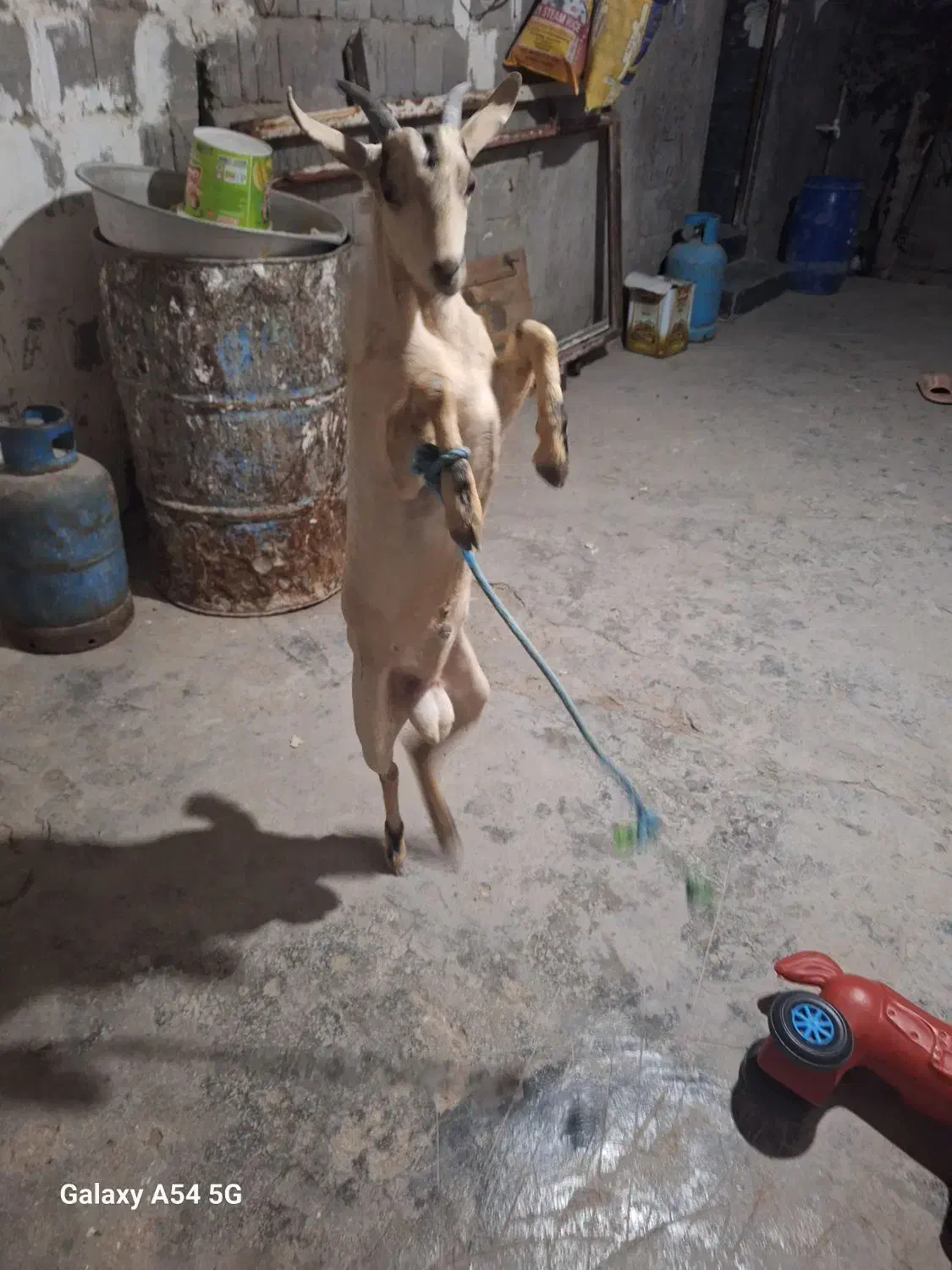 نری|حیوانات مزرعه|قشم, |دیوار