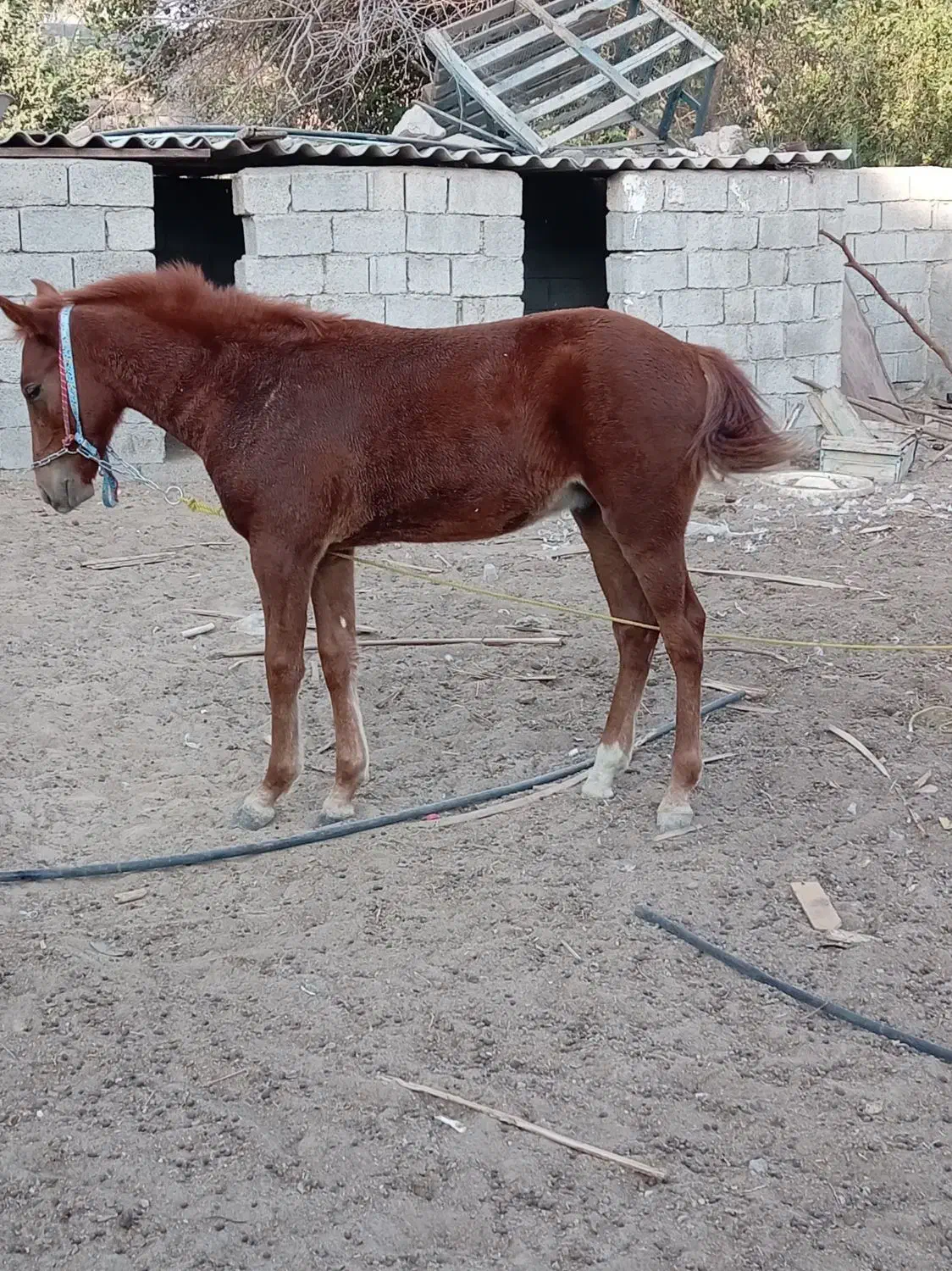 اسب نریان|اسب و تجهیزات اسبسواری|برازجان, |دیوار