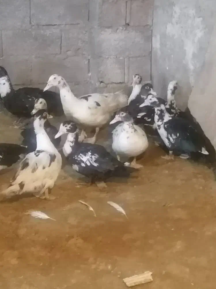 حدود ۳۰ عدد اردک اسرائیلی نروماده نژاد سنگین وزن|حیوانات مزرعه|امیرکلا, |دیوار