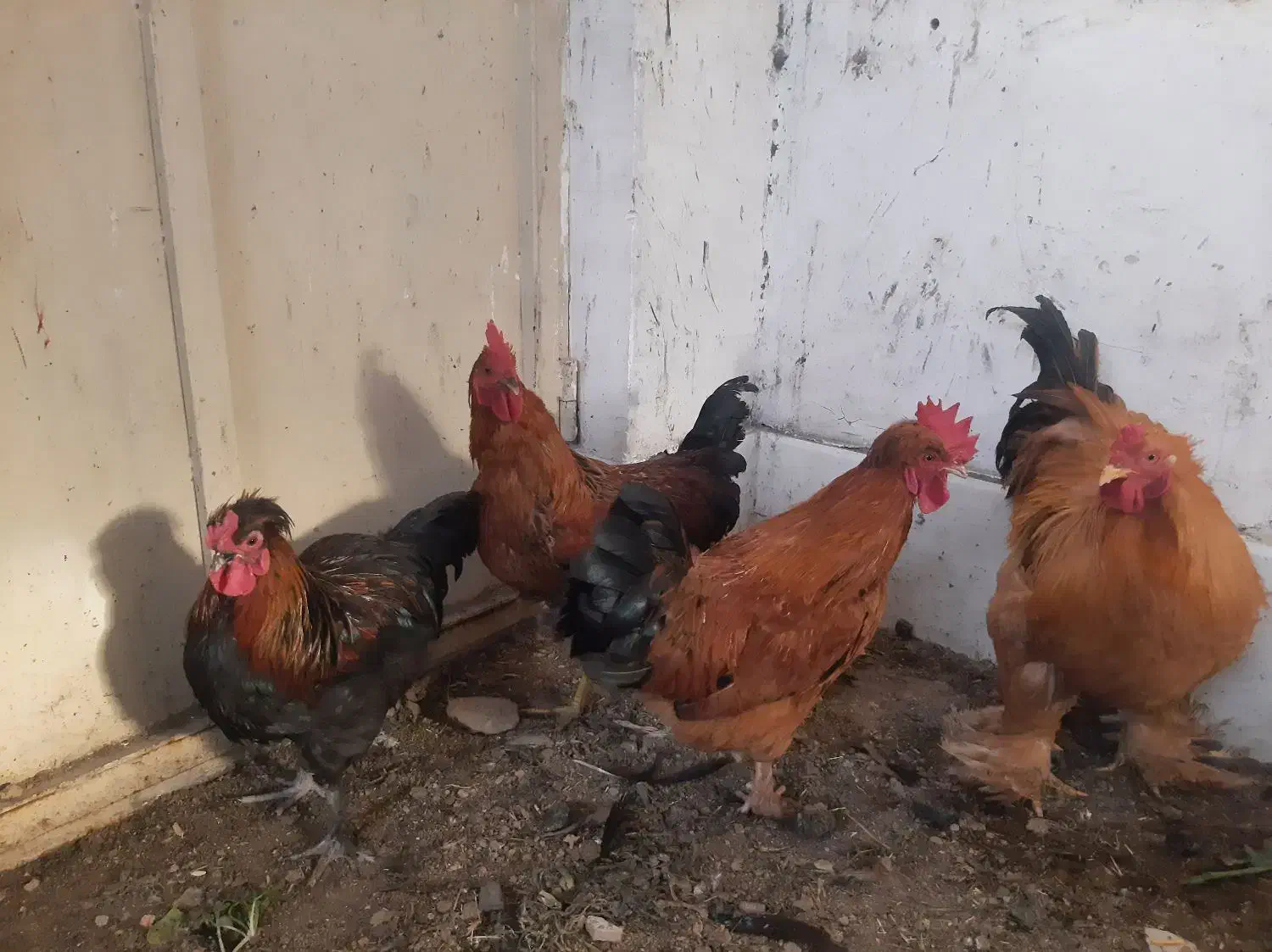 خروس زیبا|حیوانات مزرعه|قم, شهرک امام حسن|دیوار