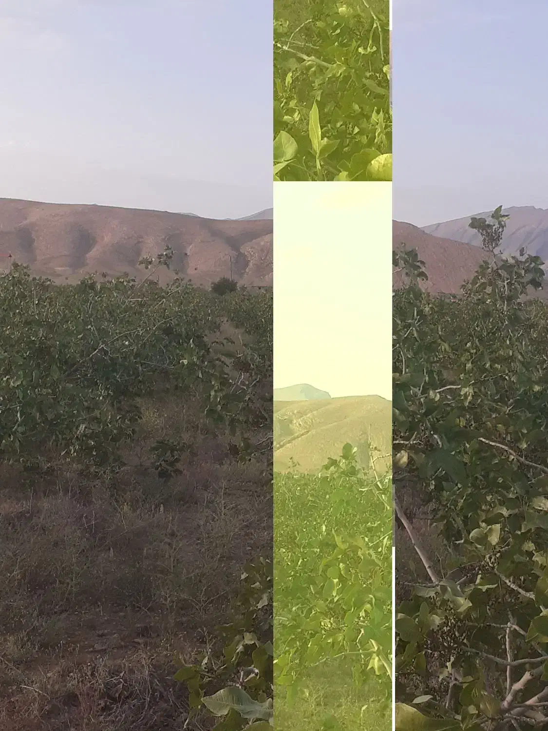 ۱۰هکتار باغی وکشاورزی فروش فوری تا پایان هفته|فروش دفتر صنعتی، کشاورزی، تجاری|شیراز, داریون|دیوار