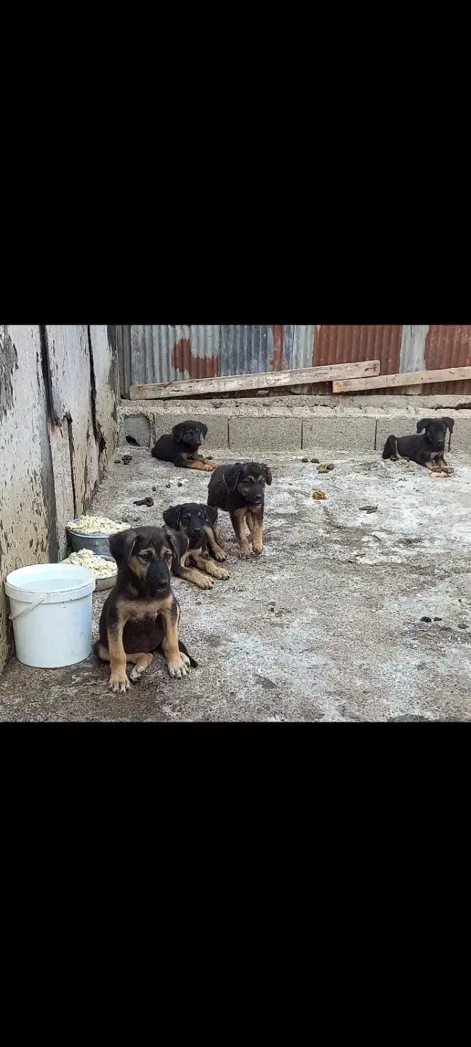 ژرمن کار یه توله نر مونده ۲میلیون زیرقیمت فوری|سگ|آمل, |دیوار