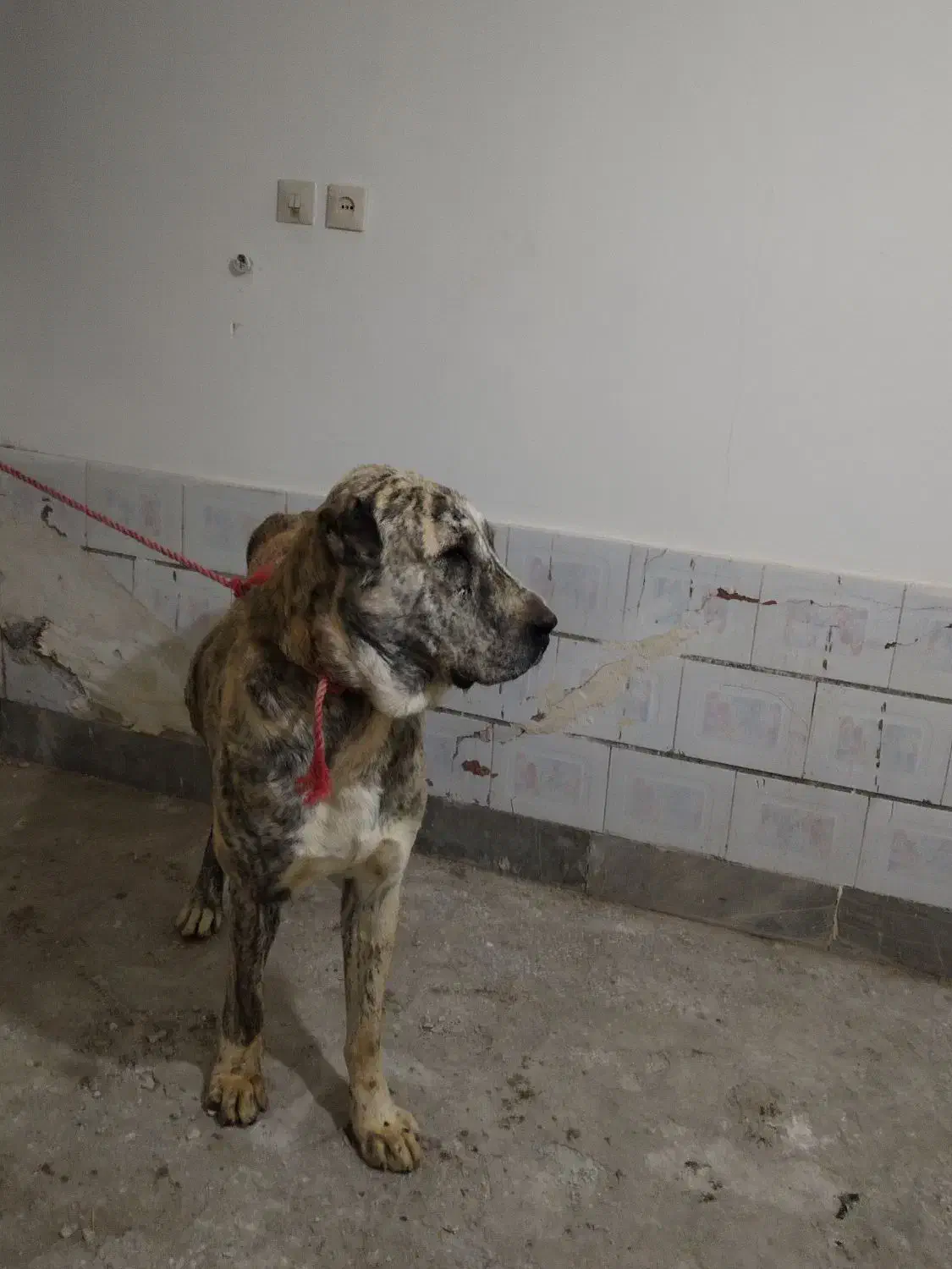 سگ گوسفندی|سگ|نوده انقلاب, |دیوار