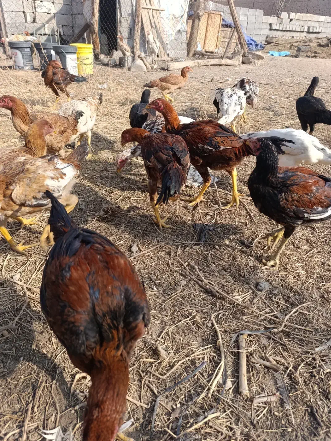 جوجه لاری۵ماهه|حیوانات مزرعه|خسروشاه, |دیوار