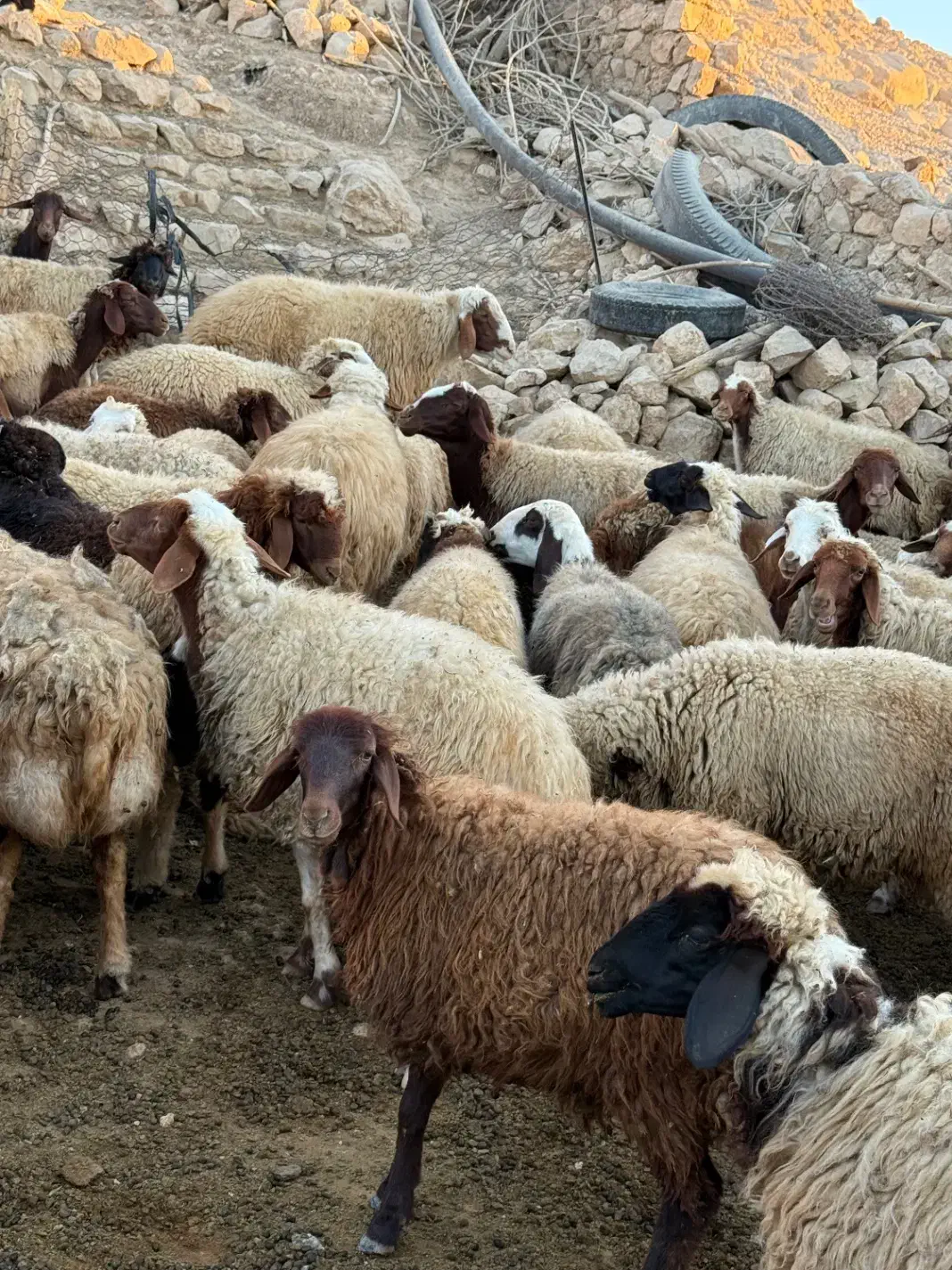 گله گوسفند بعلت تغییر شغل بفروش میرسه|حیوانات مزرعه|هلیلان, |دیوار