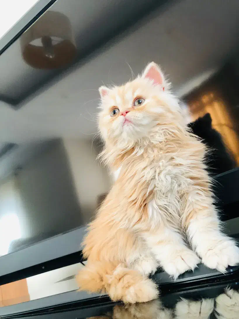 بریتیش مو بلند گارفیلدی کاراملی پسر بغلی ۱۲۵۰۰ ت|گربه|تهران, ستارخان|دیوار