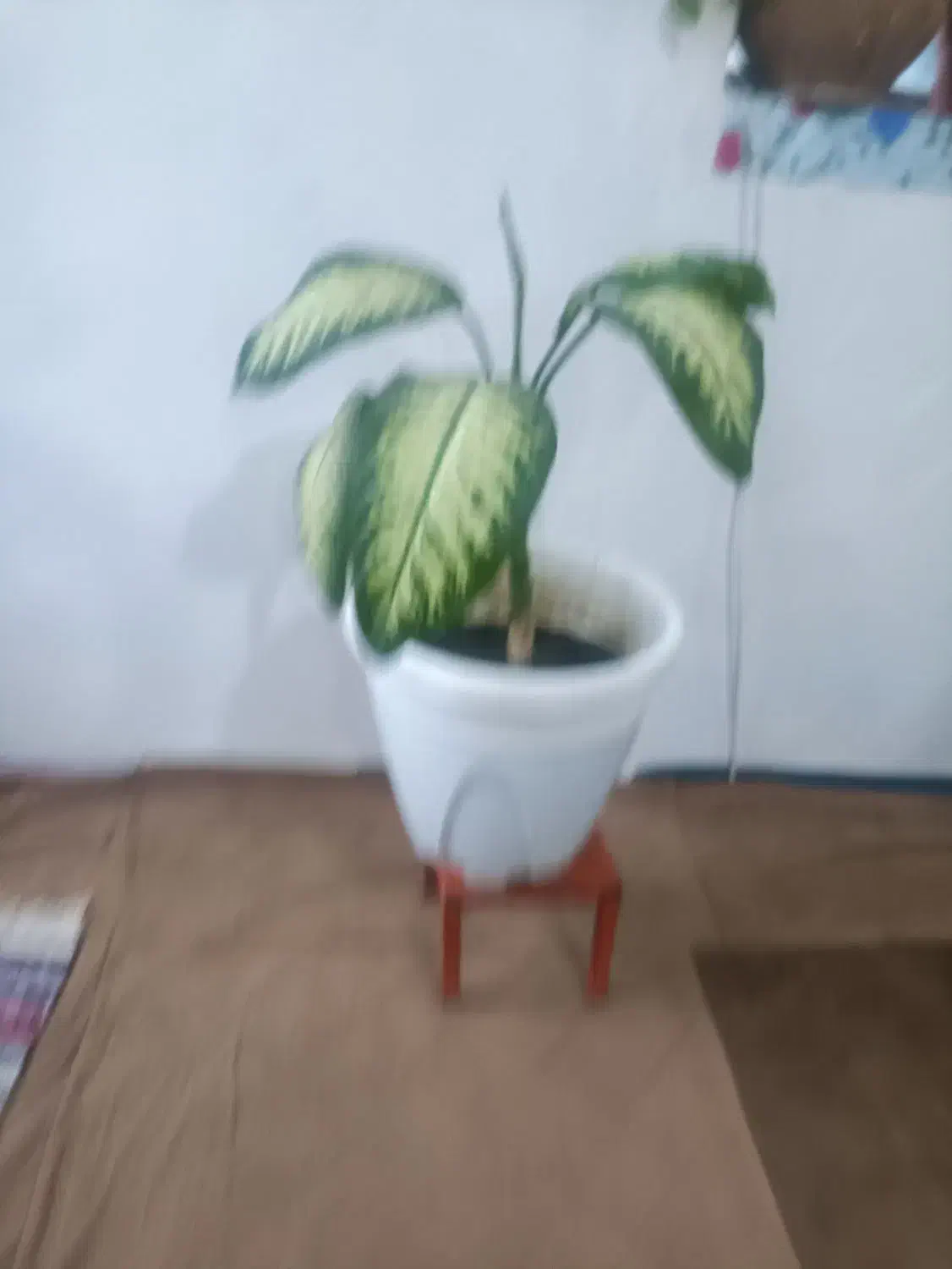 گل طبیعی|گل و گیاه طبیعی|ملایر, |دیوار