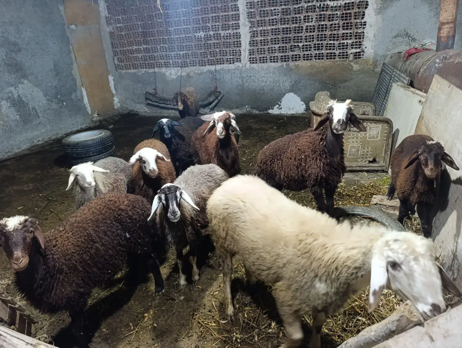 بره فروشی|حیوانات مزرعه|بندر گز, |دیوار