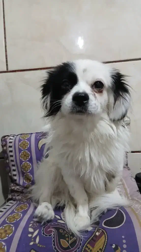 سگ خانگی|سگ|شیراز, دست خضر|دیوار