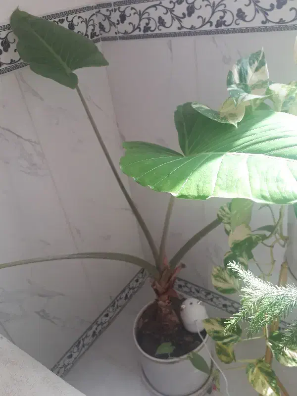 گل بابا آدم|گل و گیاه طبیعی|صحنه, |دیوار