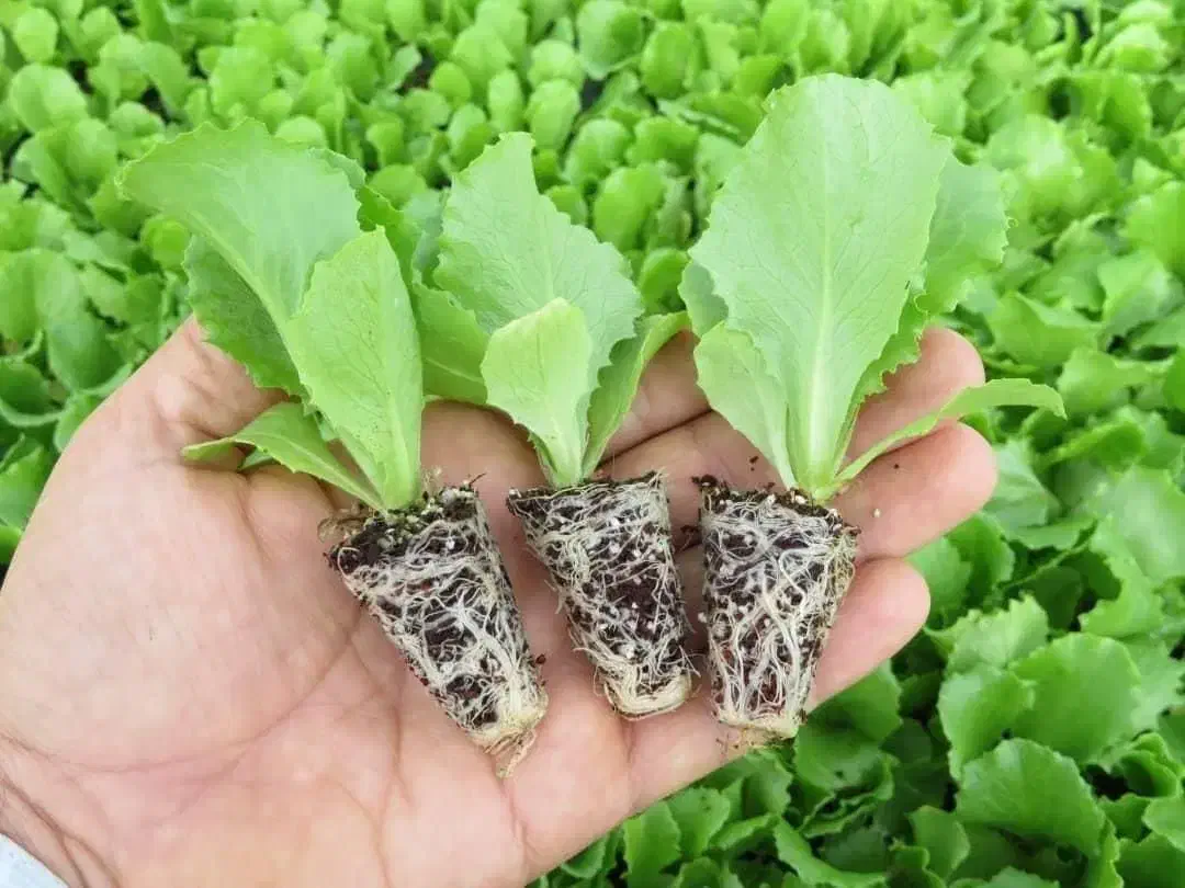 نشا کاهو و... با بهترین کیفیت|خدمات باغبانی و درختکاری|گرگان, |دیوار