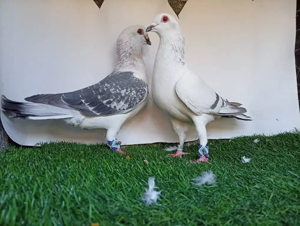 کبوتر|پرنده|بهمن, |دیوار