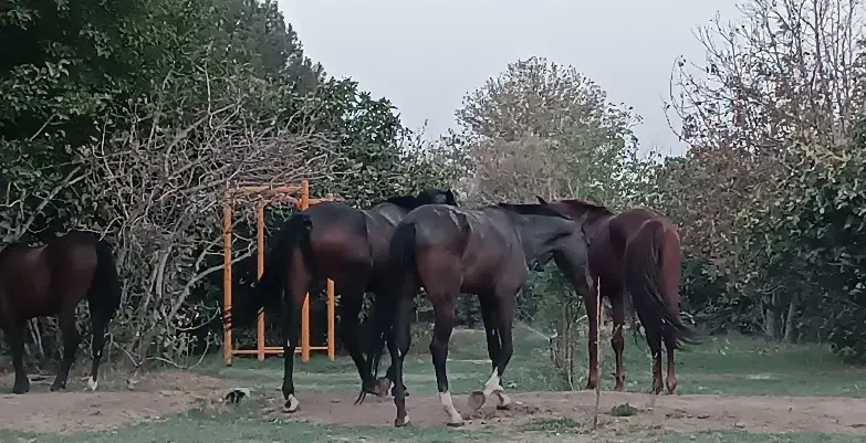 پانسیون و نگهاری اسب پرورش اسب|اسب و تجهیزات اسبسواری|تهران, والفجر (افسریه)|دیوار