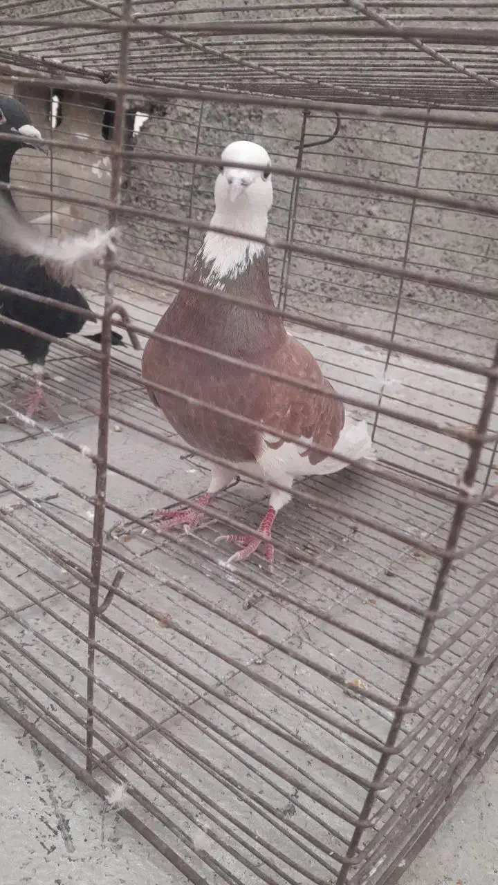 نامه بر همدانی|حیوانات|کرمانشاه, |دیوار