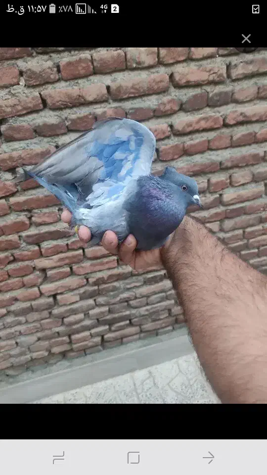 کبوتر گرفتنی|پرنده|نقده, |دیوار