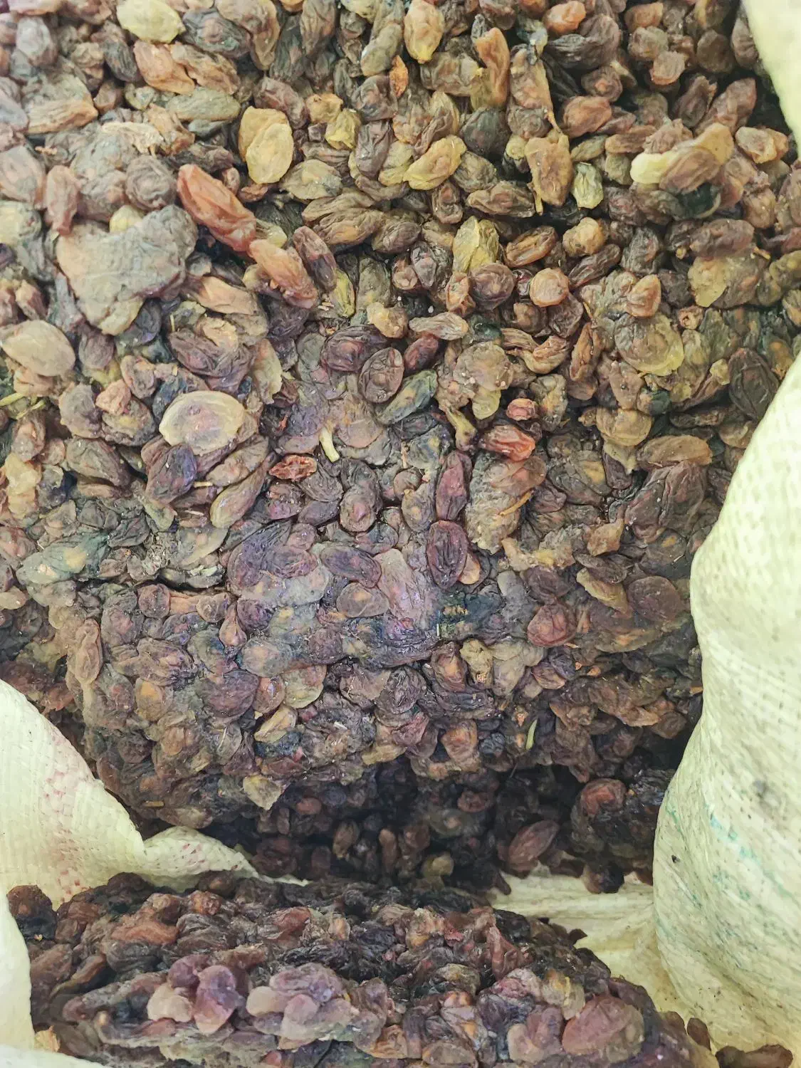 پخش کشمش ملکان|خوردنی و آشامیدنی|تبریز, |دیوار