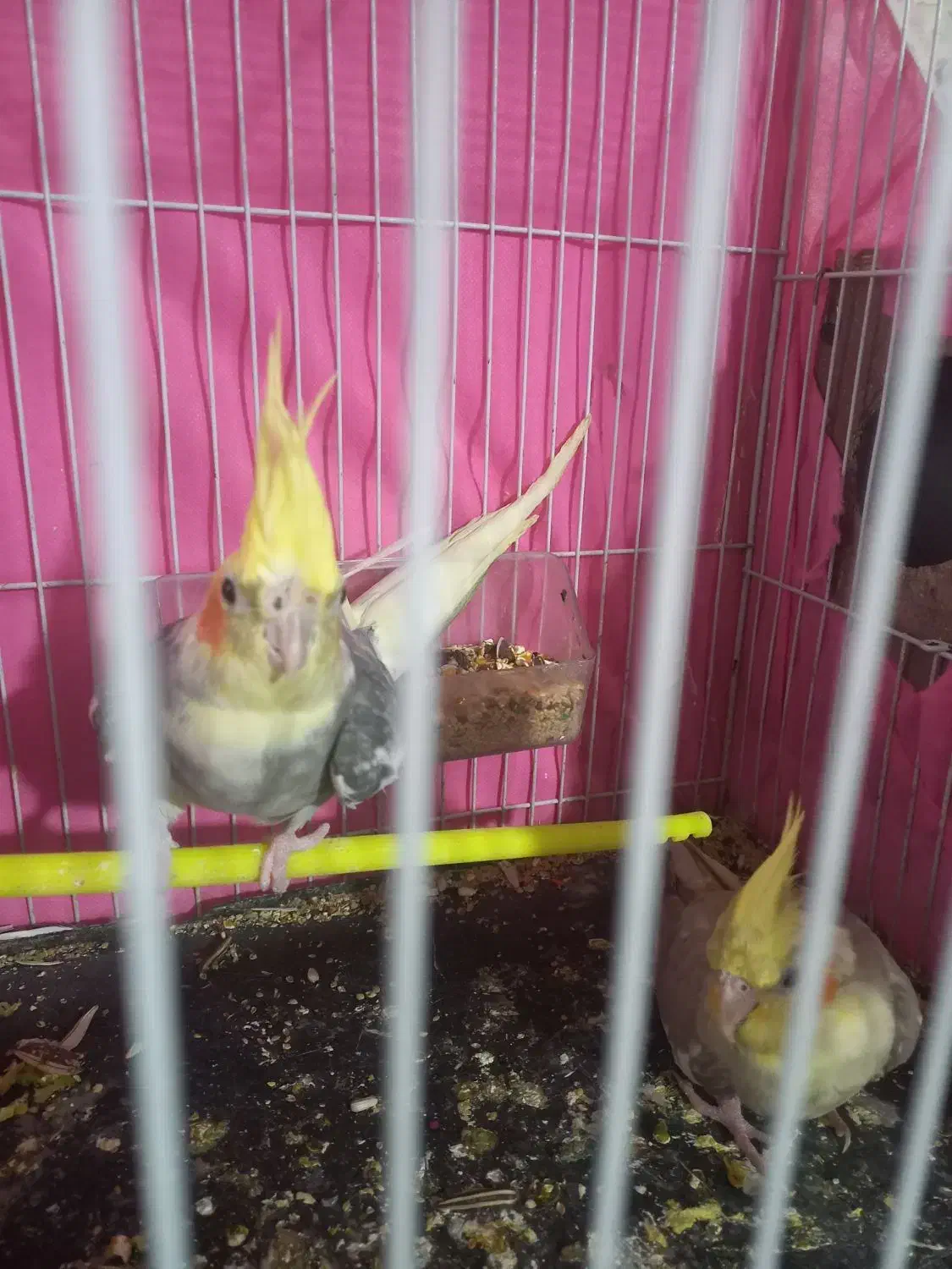 تعدادی عروس هلندی ومرغ عشق دستی ونیمه دستی|پرنده|مشهد, شهرک مهر آباد|دیوار