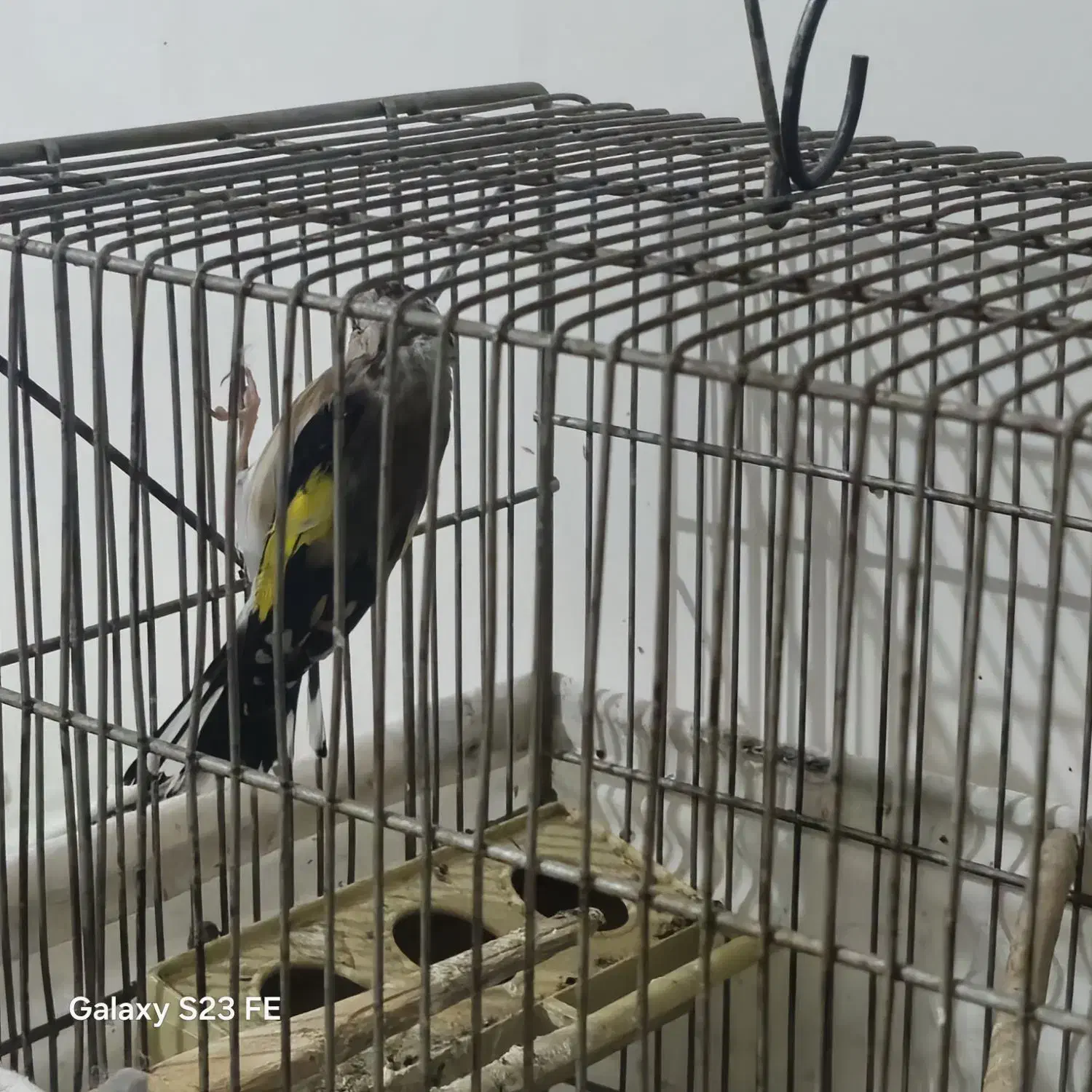 سهره ماده ۲ ساله|پرنده|پاکدشت, پاکدشت (مامازند)|دیوار