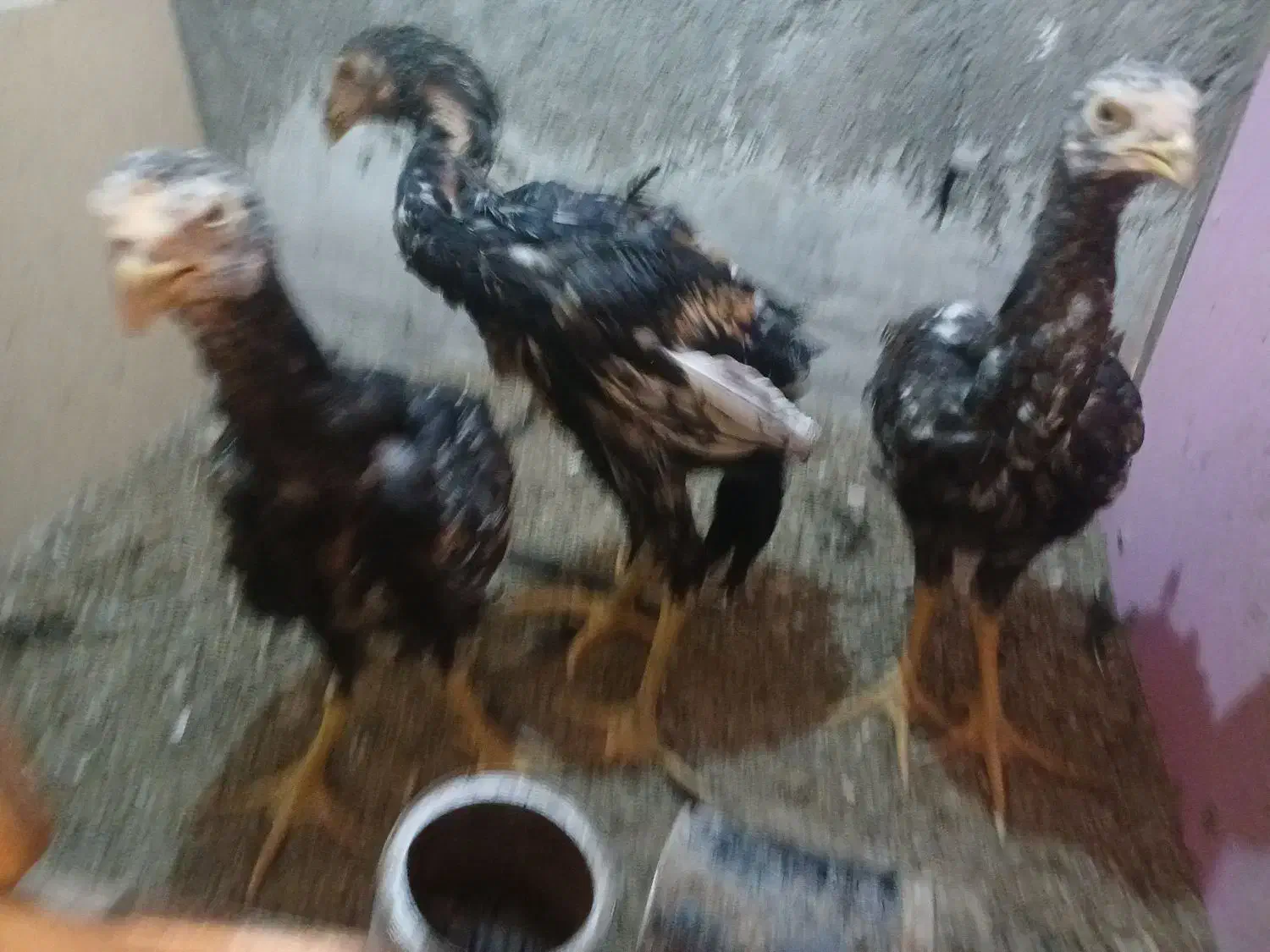 جوجه لاری|حیوانات مزرعه|مهدی شهر, |دیوار