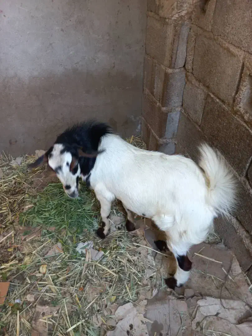 دو عدد کهره نر بفروش می رسد جهت اطلاع از قیمت|حیوانات مزرعه|بندر دیر, |دیوار