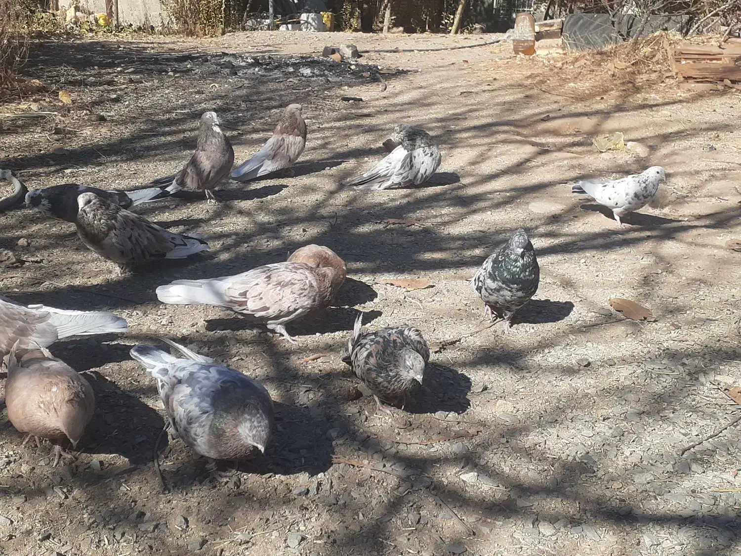 تعداد کبوتر سرور نکریز نک جمفروشی یکجا|پرنده|ساروق, |دیوار