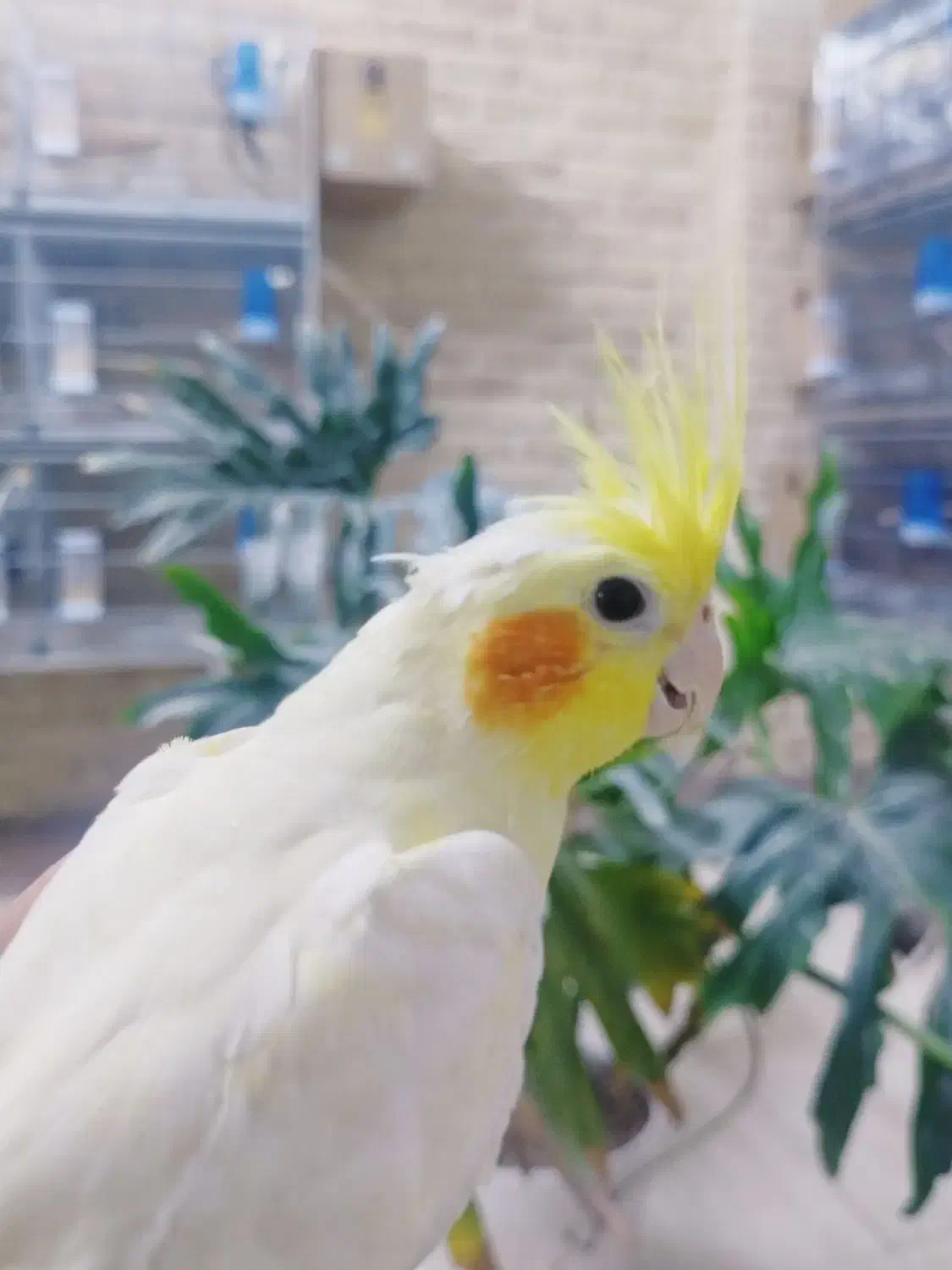 جوجه عروس هلندی رام و چلوندنی|پرنده|قم, شهدا|دیوار