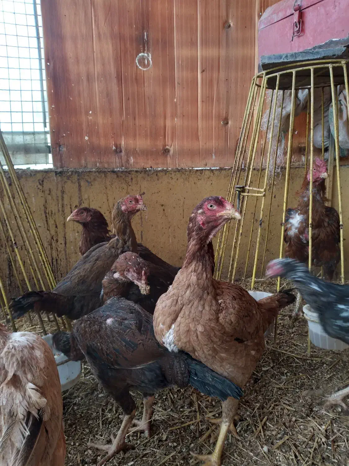 مرغ و خروس لاری|حیوانات مزرعه|کوهسار (البرز), |دیوار