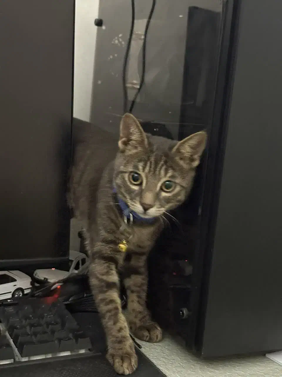 گربه گمشده در هنرستان شهرک ولایت|گربه|قم, براسون|دیوار