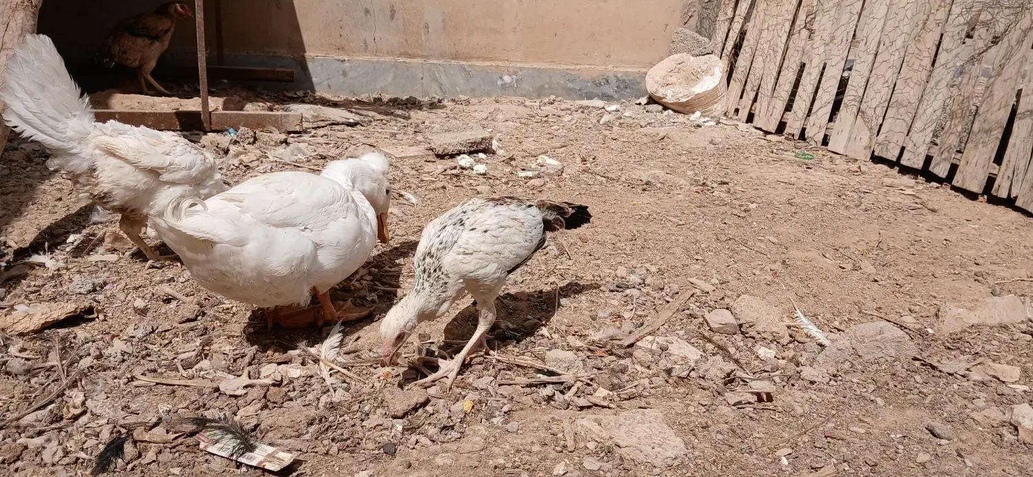 مرغ و جوجه محلی|حیوانات مزرعه|مهرستان, |دیوار