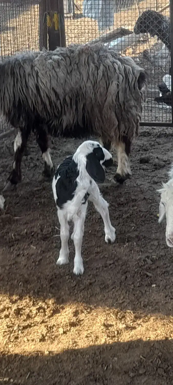 بره شیری|حیوانات مزرعه|رستم, |دیوار