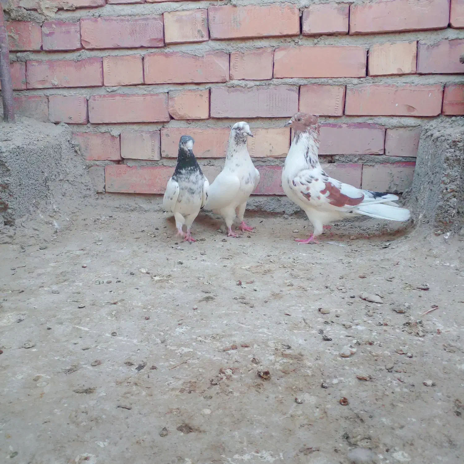 کفتر|پرنده|جیرفت, |دیوار