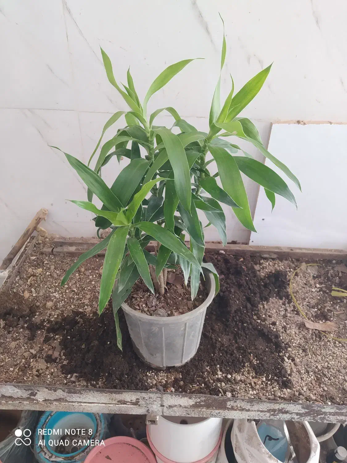 گل و گیاه بامبو خاکی|گل و گیاه طبیعی|اهواز, سیصد دستگاه|دیوار