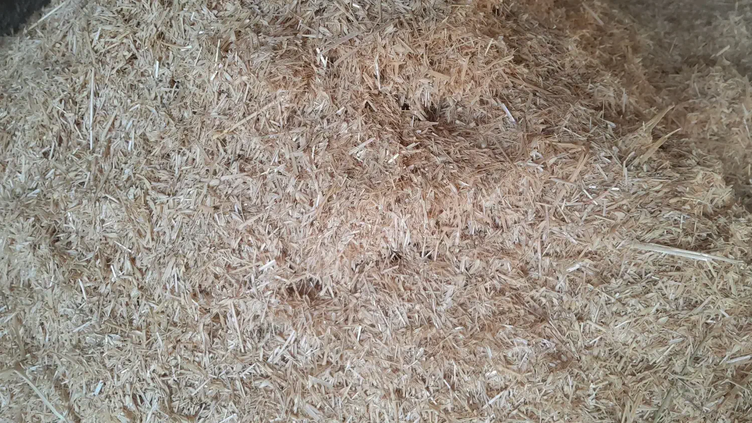 کاه گندم|لوازم جانبی حیوانات|شیروان (خراسان), |دیوار