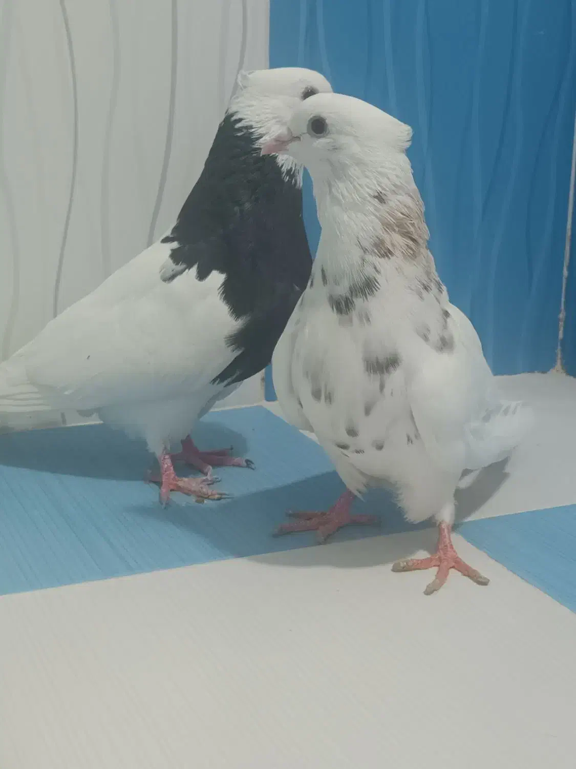 طوقی|پرنده|بهبهان, |دیوار