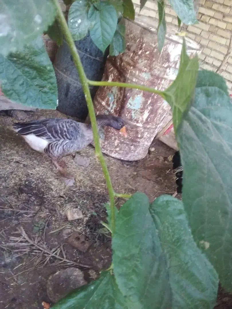 غاز اعبوده|حیوانات مزرعه|حمیدیه, |دیوار